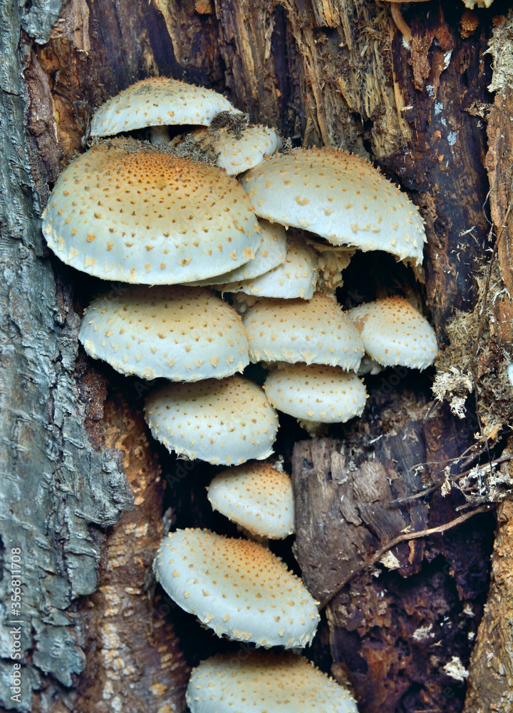 Edible mushrooms (Pholiota squrrosoides) 11 Edible mushrooms (Pholiota squrrosoides) 11
