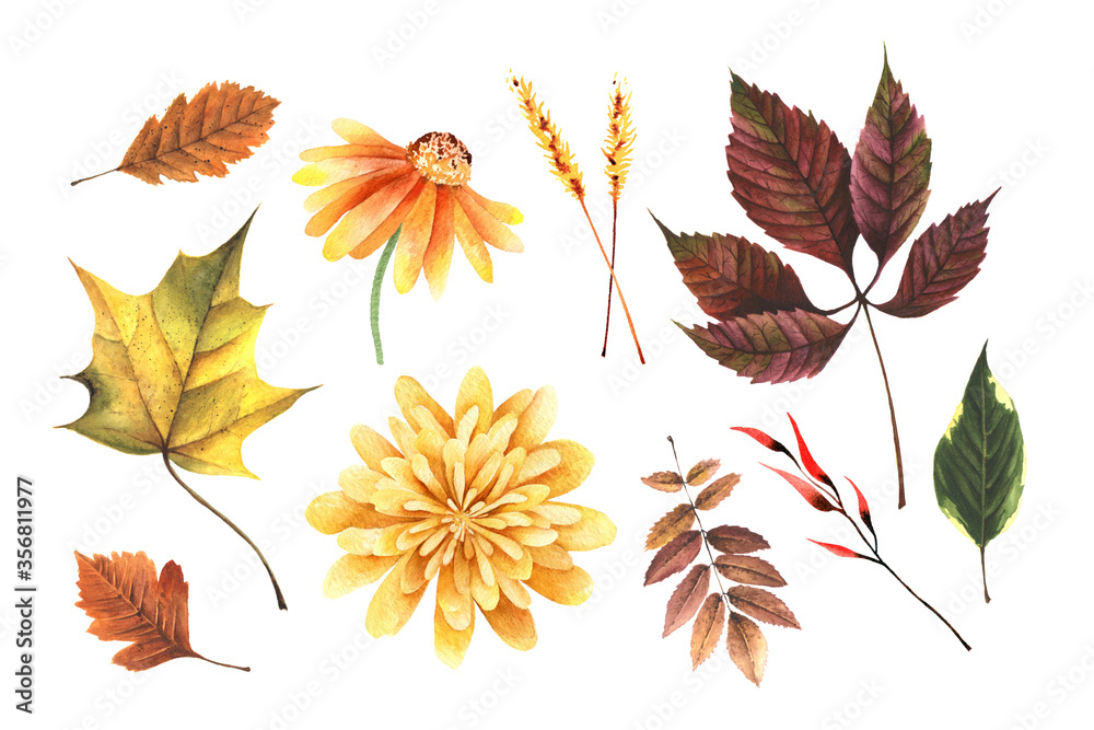Watercolor hand painted autumn set with leaves maple, grape, yellow flower, chrysanthemum. Fall floral clipart for design digital paper, sticker, invitation, home decor. Isolated on white background.