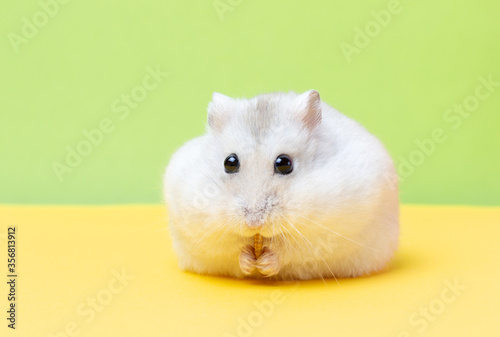 Dwarf hamster on yellow and green background close up