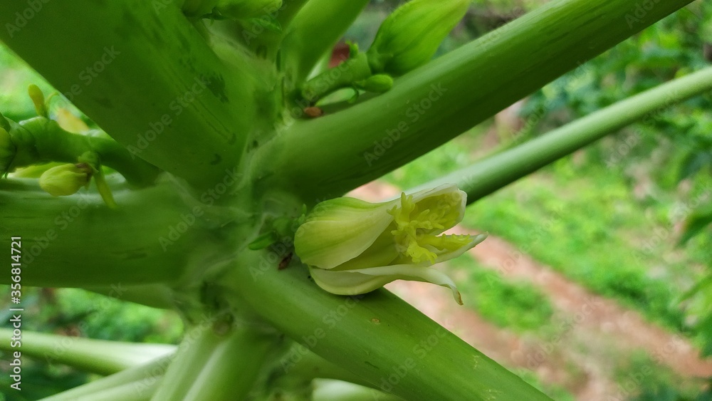 Obraz premium Pappaya Flower