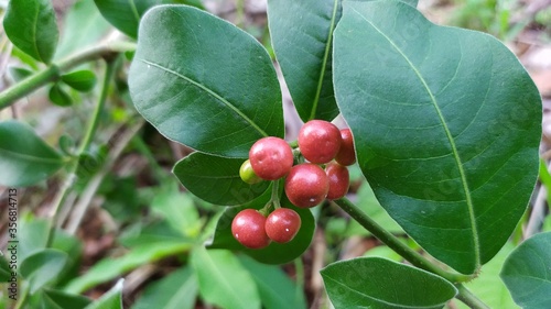 Wallpaper Mural Rauvolfia tetraphylla is a plant in the family Apocynaceae, Torontodigital.ca