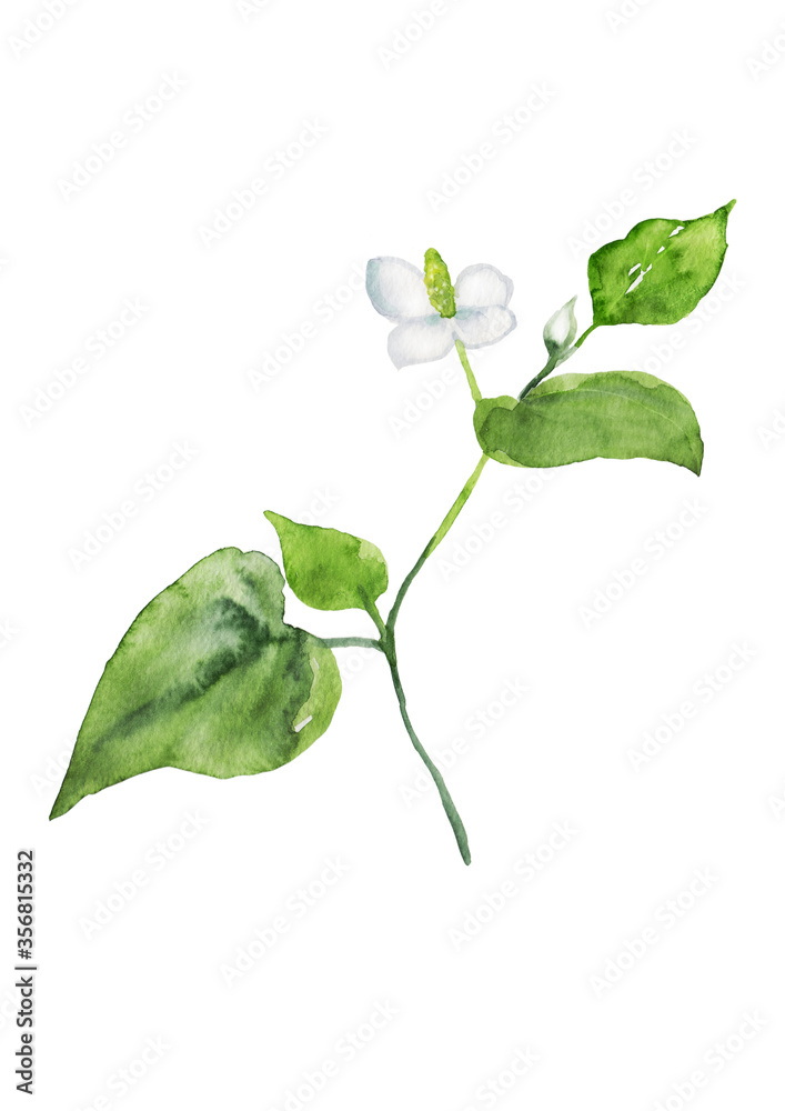 どくだみの花 水彩イラスト Stock Illustration Adobe Stock