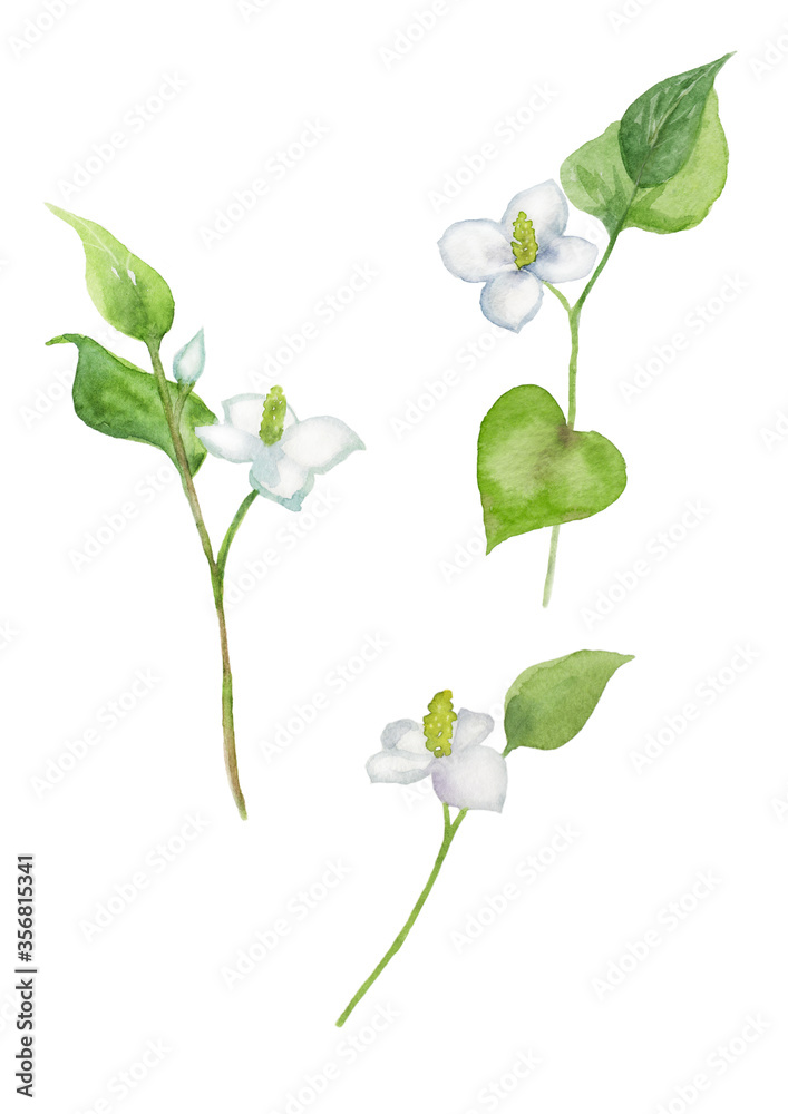 どくだみの花 水彩イラスト Stock イラスト Adobe Stock