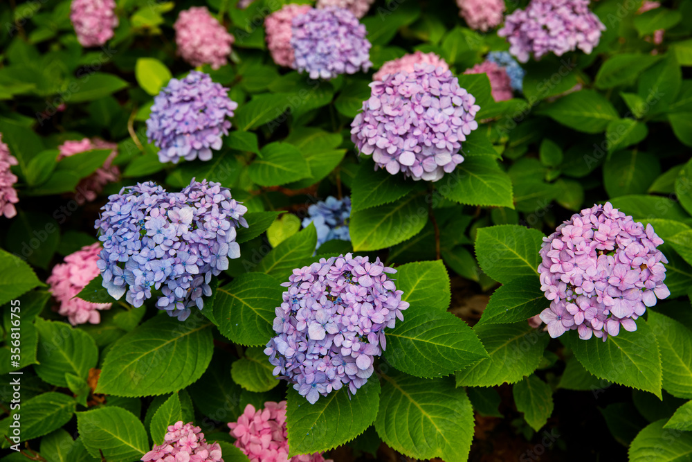 Close-up purple, blue and pink flowers on inflorescences of Hydrangea macrophylla plant in a public garden. Beautiful flowering plant native to Japan. Close-up purple, blue and pink flowers on inflorescences of Hydrangea macrophylla plant in a public garden. Beautiful flowering plant native to Japan.