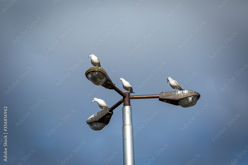 Distancing Respected social distancing between birds Distancing Respected social distancing between birds