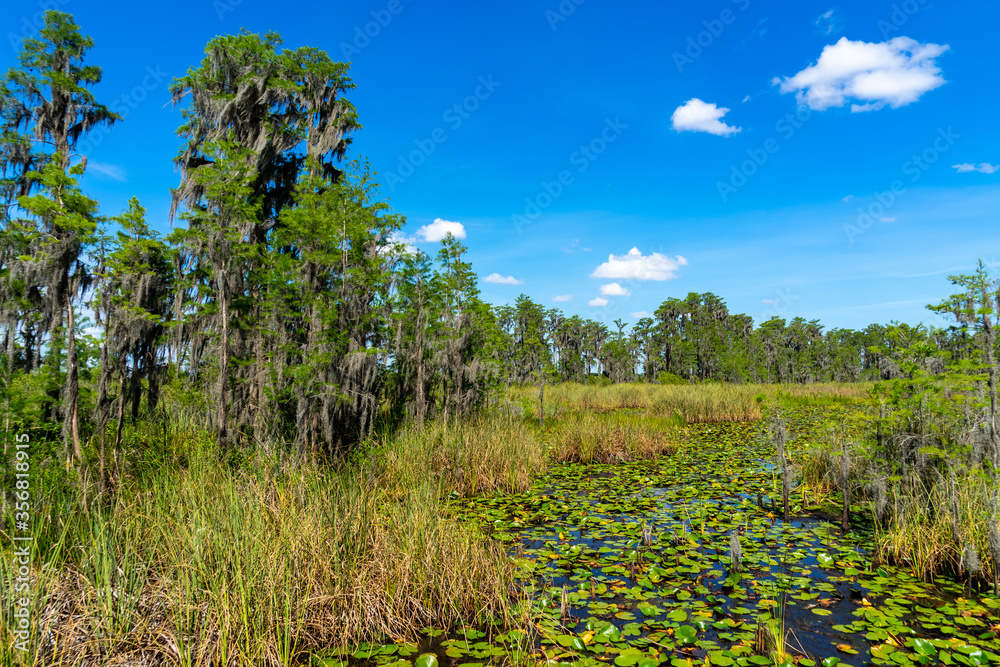 Obraz premium Florida Landscape