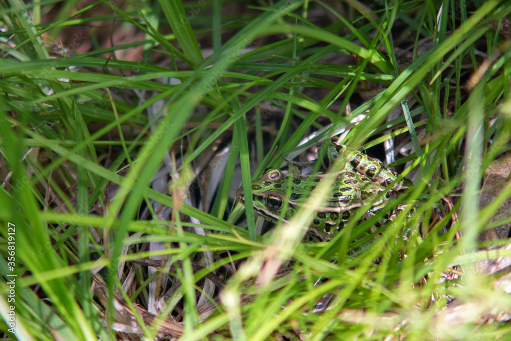 Frog hiding, camouflaged in the grass. Frog hiding, camouflaged in the grass.