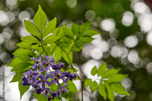 A cluster of purple flowers of the climbing vine known as Brazilian Nightshade(Solanum seaforthianum), glowing in the morning sunlight - backlit by dappled light and bokeh coming through the canopy. photo