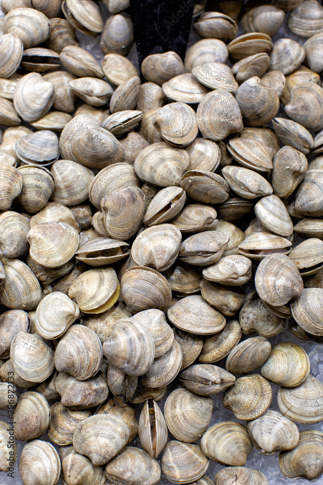 Display of Striped Venus clam for sale at a market in Barcelona Display of Striped Venus clam for sale at a market in Barcelona