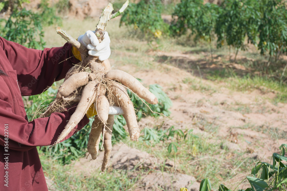 Farmer harvest cassava in farmland before rainy season.