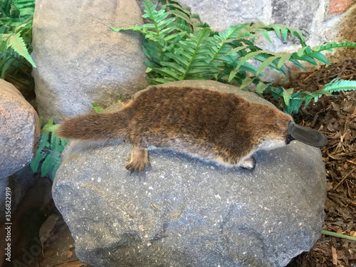 Closeup of Australian Platypus mammal sitting on rock photo