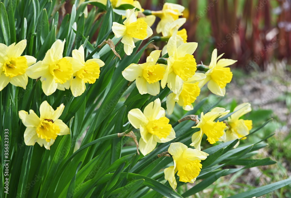 Spring Daffodils Spring Daffodils