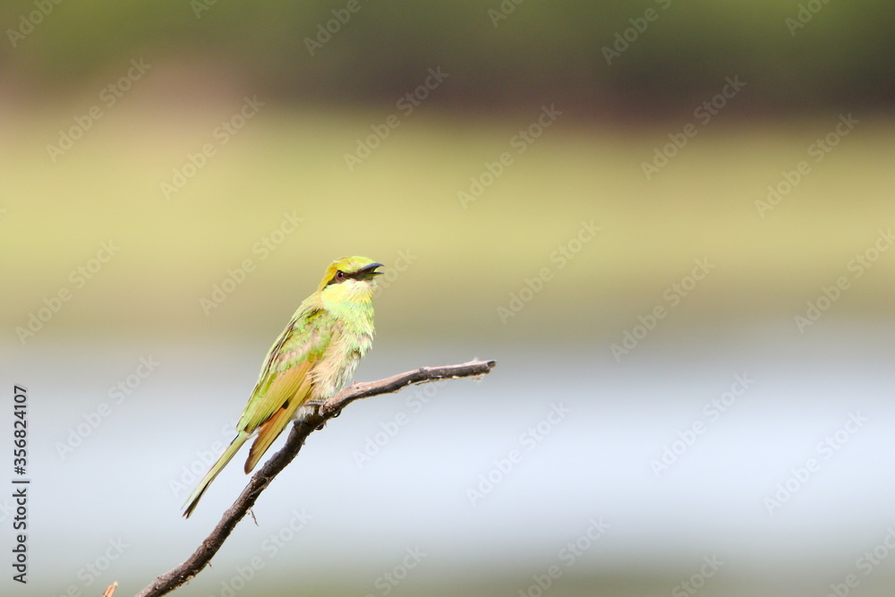 Bee eater on perch