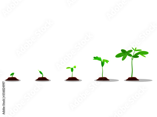 Vector Planting infographic graphics Garden plant seedlings Seeds germinate in the soil Isolated on a white background. © Nastudio