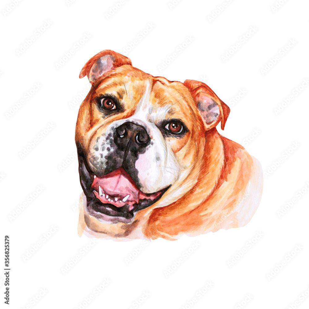 Watercolor illustration of a funny dog. Hand made character. Portrait cute dog isolated on white background. Watercolor hand-drawn illustration. Popular breed dog. English Bulldog