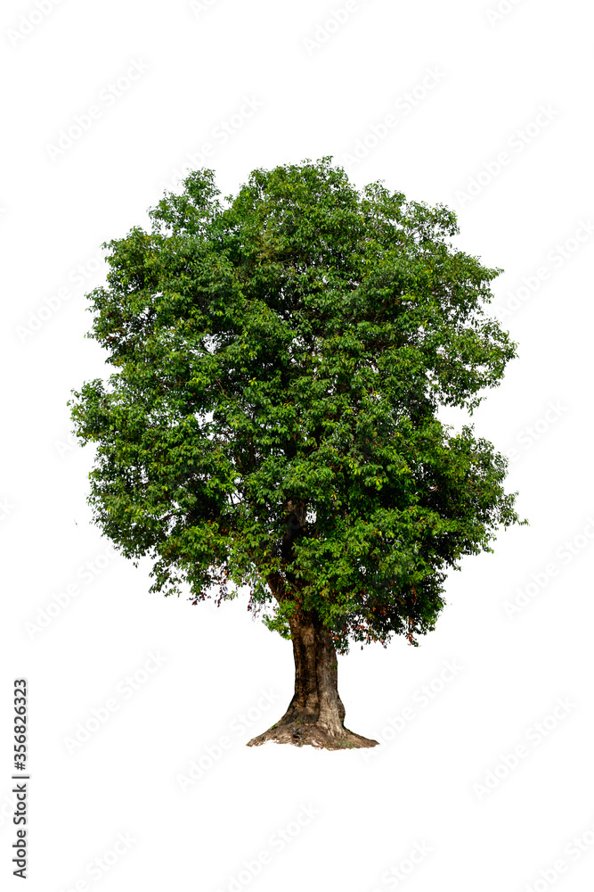 tree isolated on white background with clipping path tree isolated on white background with clipping path
