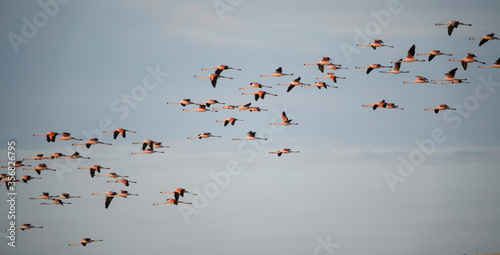 Photography Wildlife