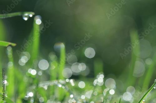 dew drops on a grass