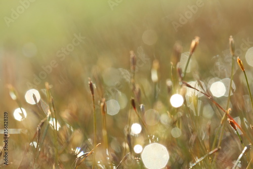 Fototapeta Naklejka Na Ścianę i Meble -  dew on grass