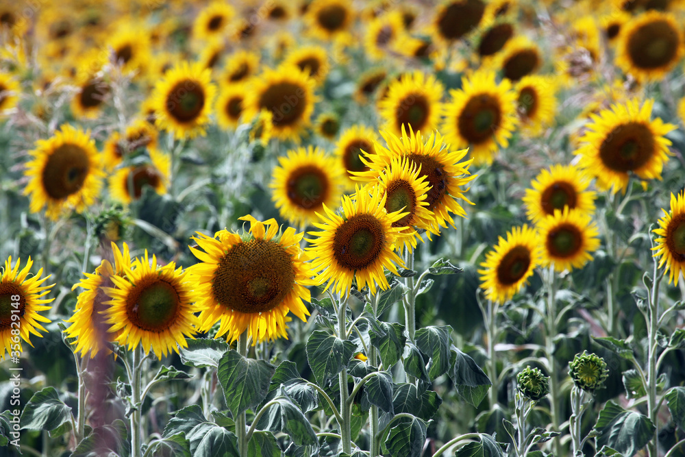 Beautiful bright yellow sunflowers in a large field in farming country near Toowoomba, Queensland, Australia Beautiful bright yellow sunflowers in a large field in farming country near Toowoomba, Queensland, Australia
