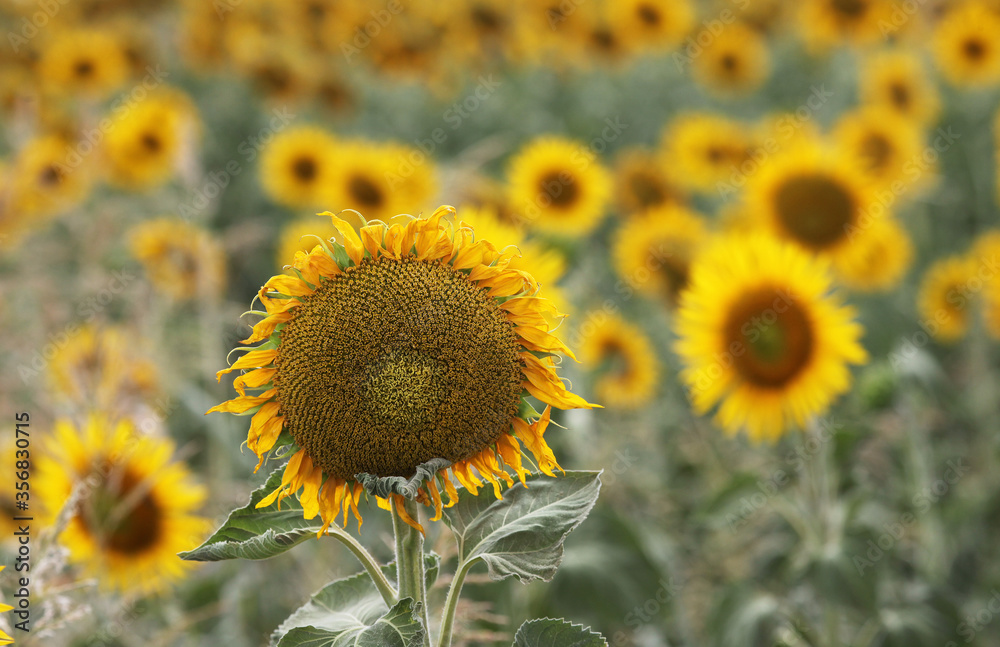 Beautiful bright yellow sunflowers in a large field in farming country near Toowoomba, Queensland, Australia Beautiful bright yellow sunflowers in a large field in farming country near Toowoomba, Queensland, Australia