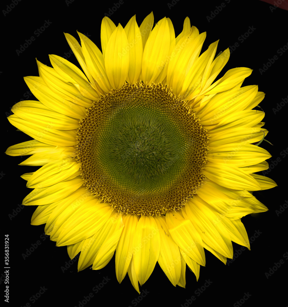 Perfectly formed large yellow sunflower on black background Perfectly formed large yellow sunflower on black background