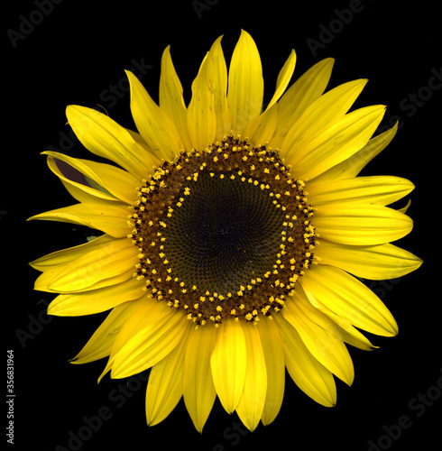 Fototapeta Naklejka Na Ścianę i Meble -  Perfectly formed large yellow sunflower on black background