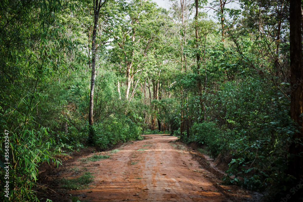 Sidewalks in tropical forests in Asia