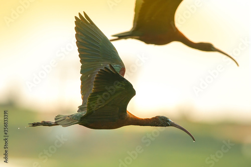 Silhouette of a black-tailed Ibis flying in the evening