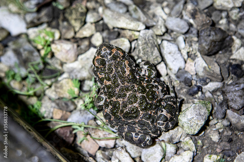 Spotted rain frog close-up on the rocks in the yard photo