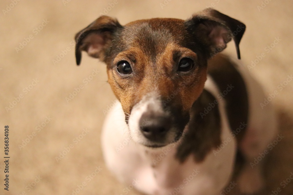jack Russell terrier puppy dog portrait close up jack Russell terrier puppy dog portrait close up