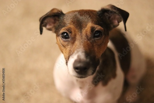 jack Russell terrier puppy dog portrait close up  © Design Savages