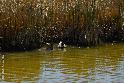 pair of ducks diving for food 