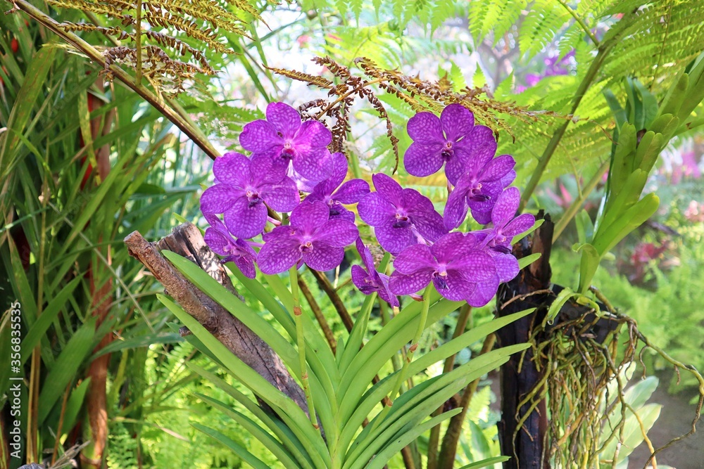 Obraz premium Colorful orchids in garden. Orchidaceae. orchids are available in pink, white, and red. At Buak Hard Public Park Chiang Mai, Thailand. garden flowers. Blooming flowers. Springtime.