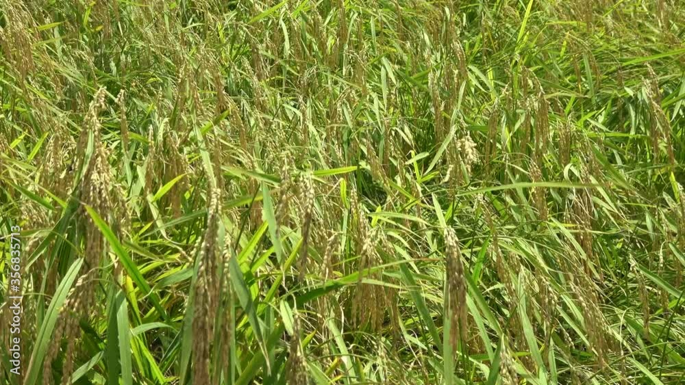 風に揺れる稲穂 稲作 米 農業 ズームアップ 4K / Rice plants, rice field, rice paddy. Agriculture. Zoom in shot. 風に揺れる稲穂 稲作 米 農業 ズームアップ 4K / Rice plants, rice field, rice paddy. Agriculture. Zoom in shot.