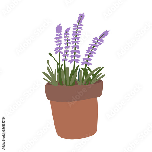 Flat vector blossom lavender in a pot. Design element for pattern, print, packing, stickers, poster, website, social media, card