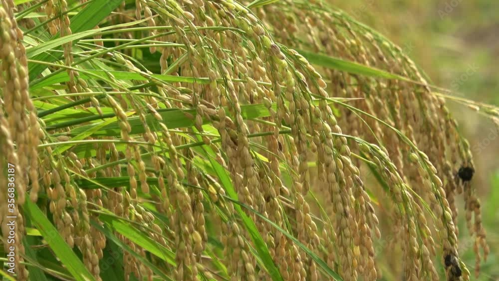 風に揺れる稲穂 稲作 米 農業 接写 4K / Rice plants, rice field, rice paddy. Agriculture. Closeup shot. 風に揺れる稲穂 稲作 米 農業 接写 4K / Rice plants, rice field, rice paddy. Agriculture. Closeup shot.