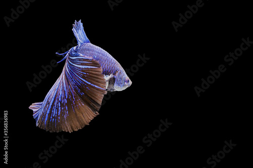 Betta splendens fighting fish in Thailand on isolated black background. The moving moment beautiful of blue black Siamese betta fancy fish with copy space.