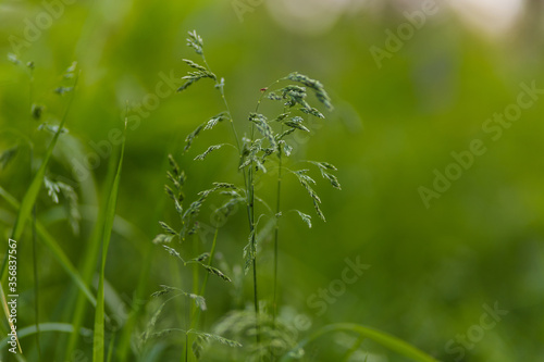 June green grass flowering in the meadow summer time