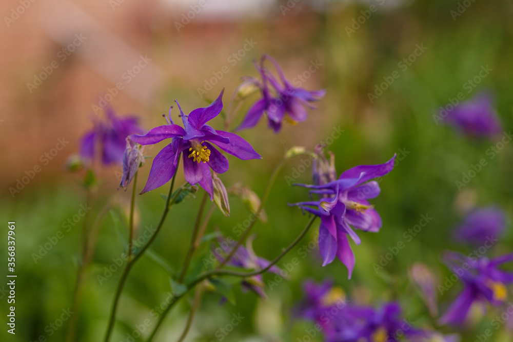 Blooming Blue Columbine Flowers in the garned soft focus. Blooming Blue Columbine Flowers in the garned soft focus.