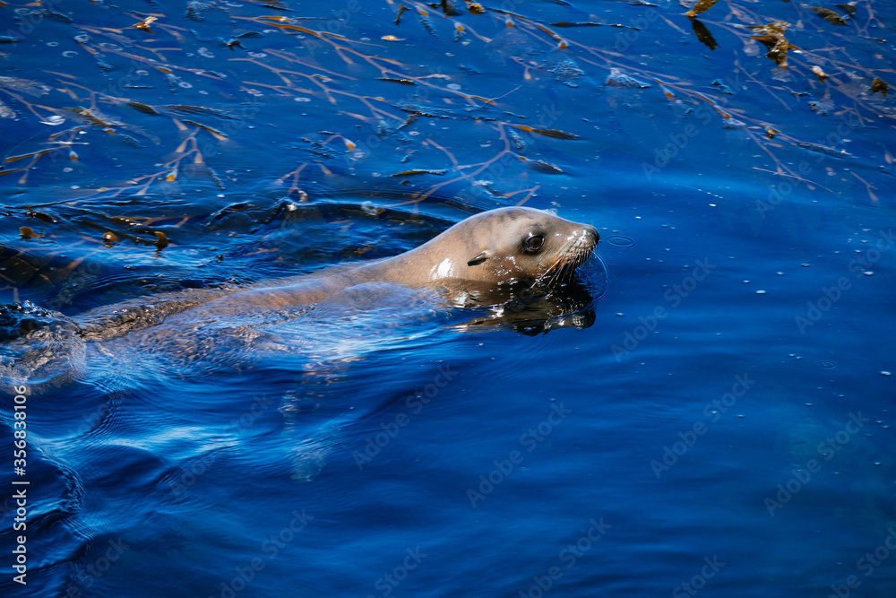 Obraz premium Sea lions at Coast Guard Pier, Monterey, California