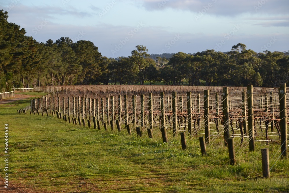 Vineyard in winter with bare vines