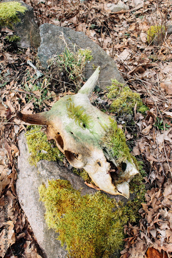 Old cow skeleton in the forest, animal skeleton in the Swedish wilderness Old cow skeleton in the forest, animal skeleton in the Swedish wilderness