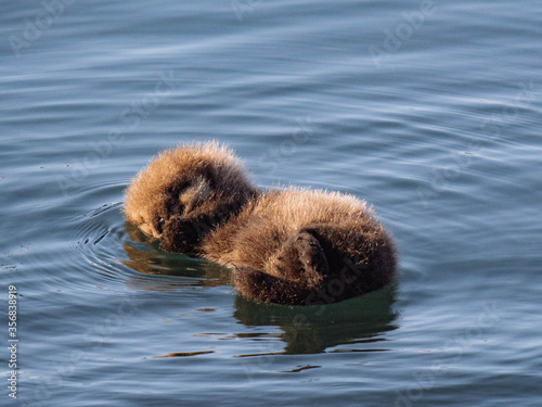 Baby Sea Otter floating on the water...