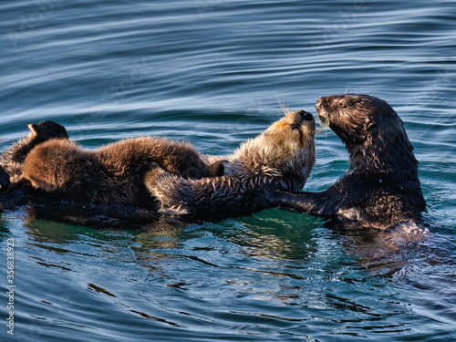 The Sea Otter Family