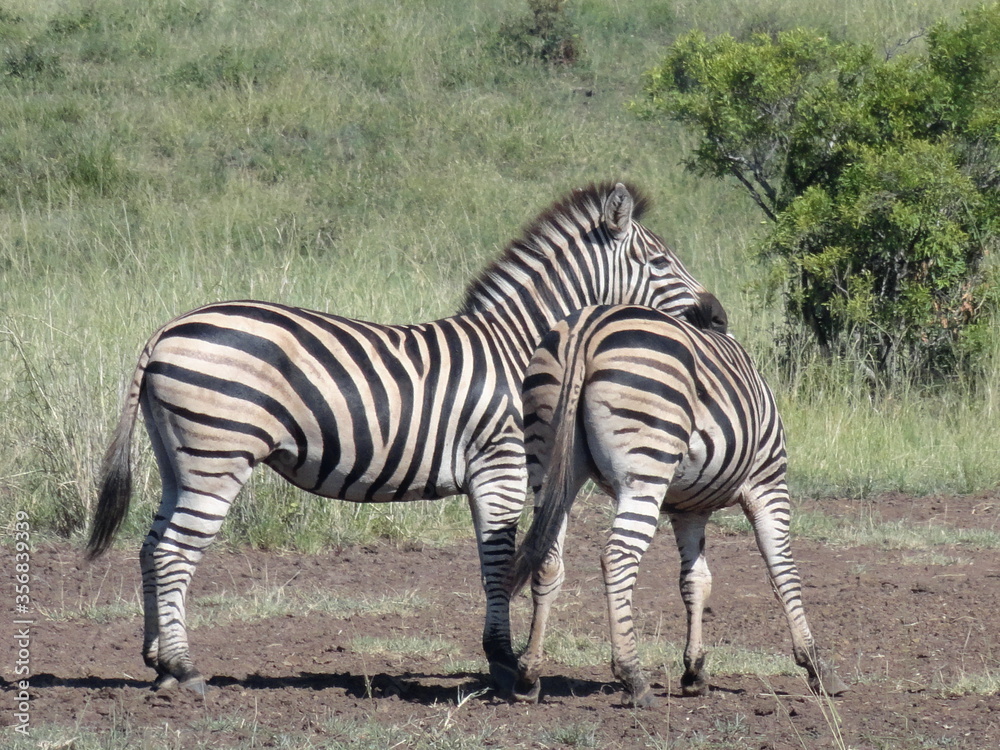 Obraz premium Zebras a brincar