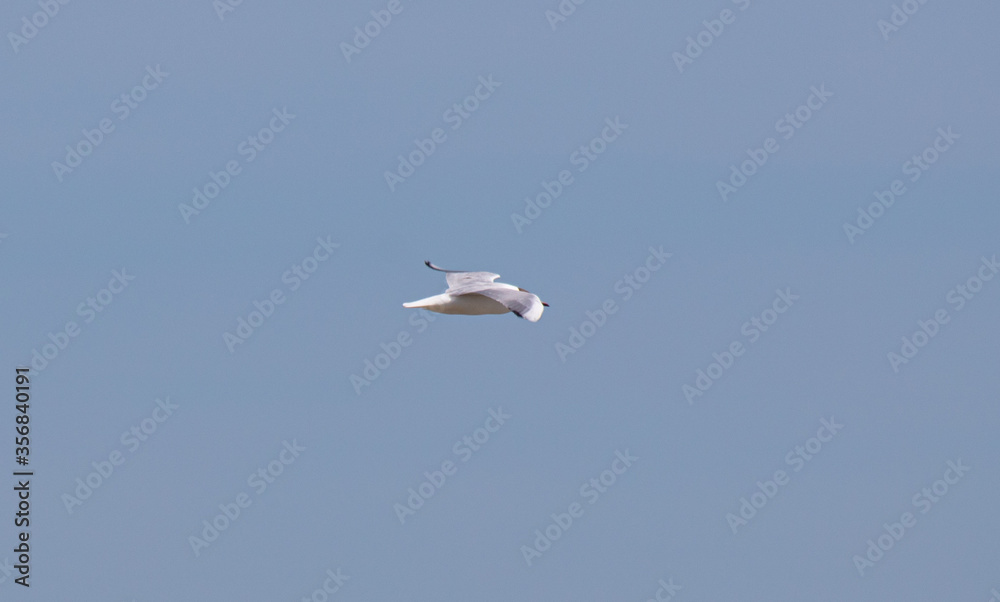 Sea Gulls at the beach