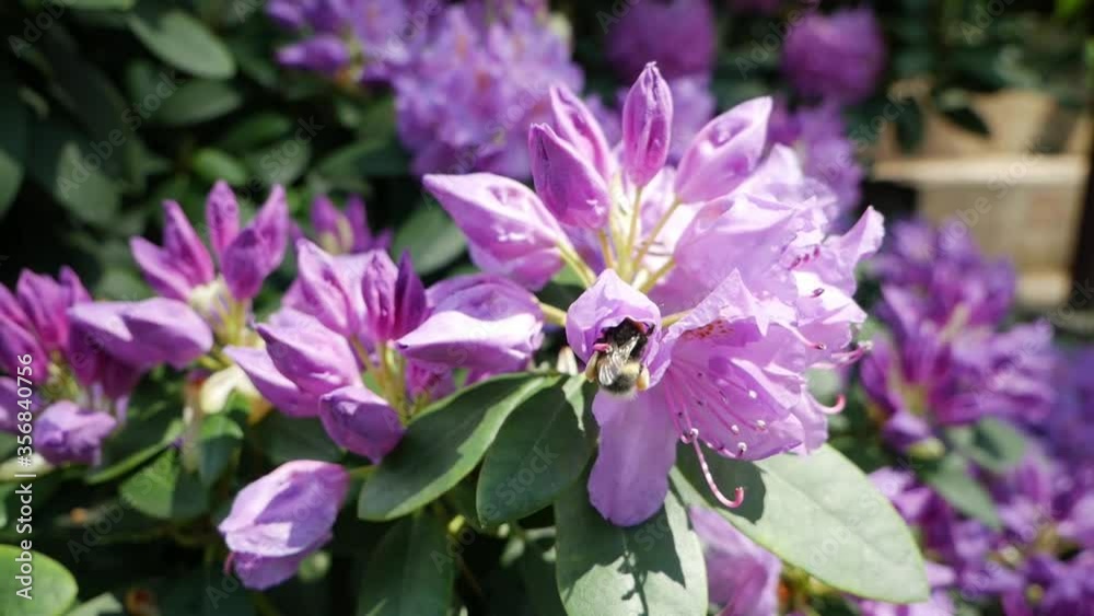 Bumble bee flying around rhododendron flower, slow motion Bumble bee flying around rhododendron flower, slow motion