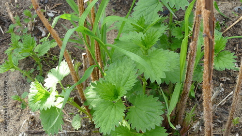 shoots of young green nettle