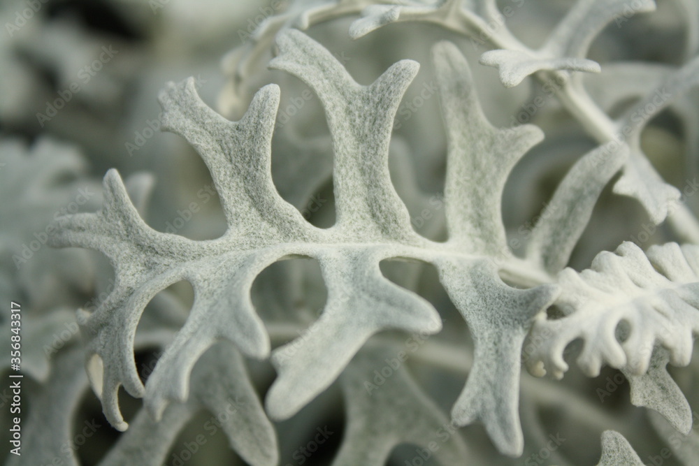 Dusty miller (Jacobaea maritime) at Taman Bunga Nusantara, West Java, Indonesia. Dusty miller (Jacobaea maritime) at Taman Bunga Nusantara, West Java, Indonesia.
